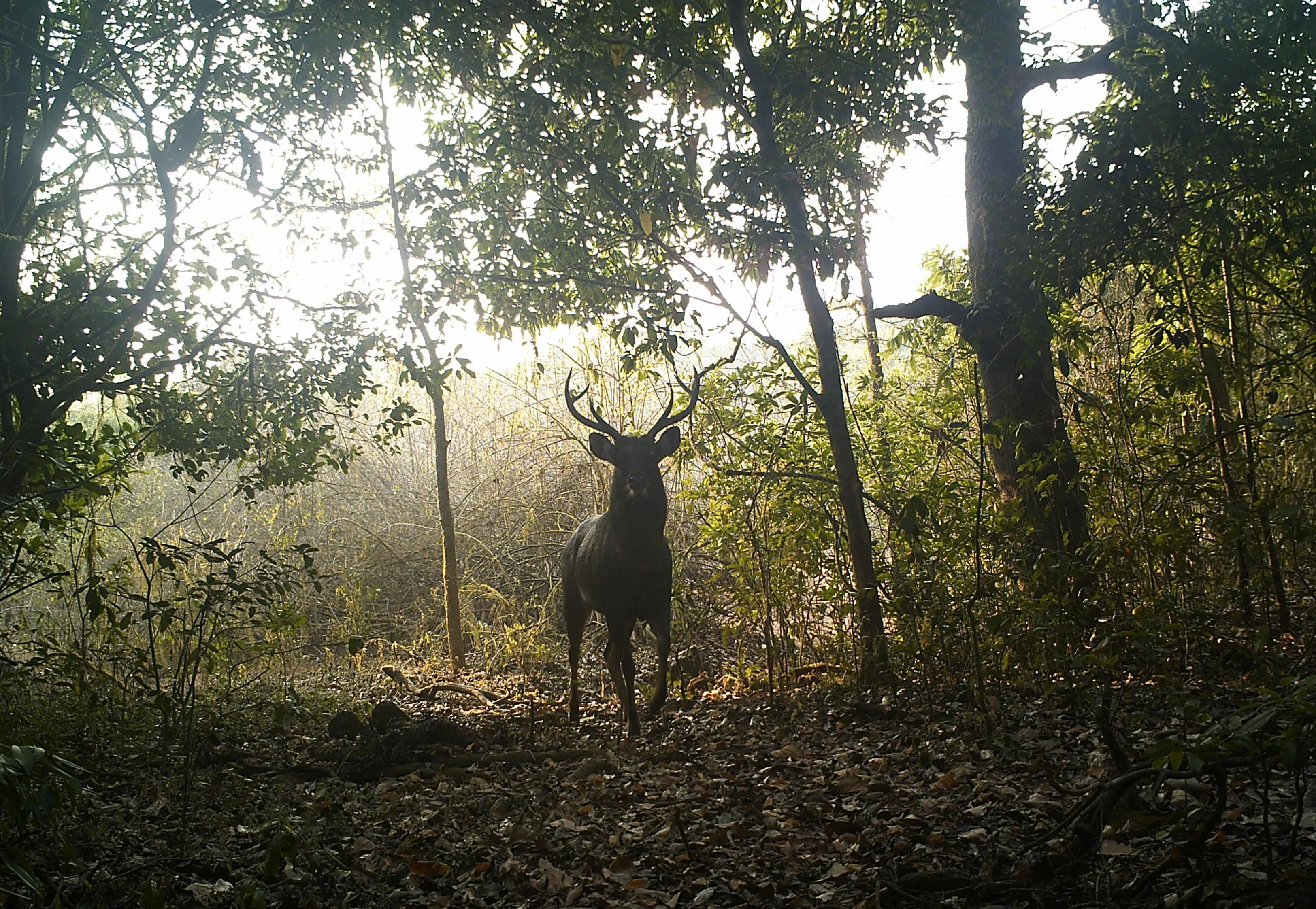 The sanctuary also hosts animals like Hyena, Sambhar and Bengal Tigers.