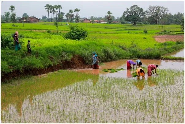 The Bhils of Bhabra lived off subsistence paddy crops that left them impoverished.