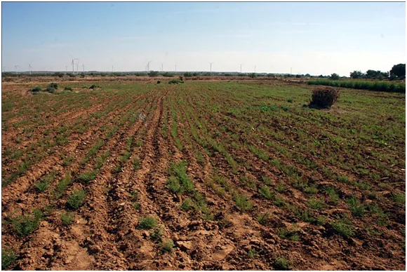 Khadin system does not require any irrigation.