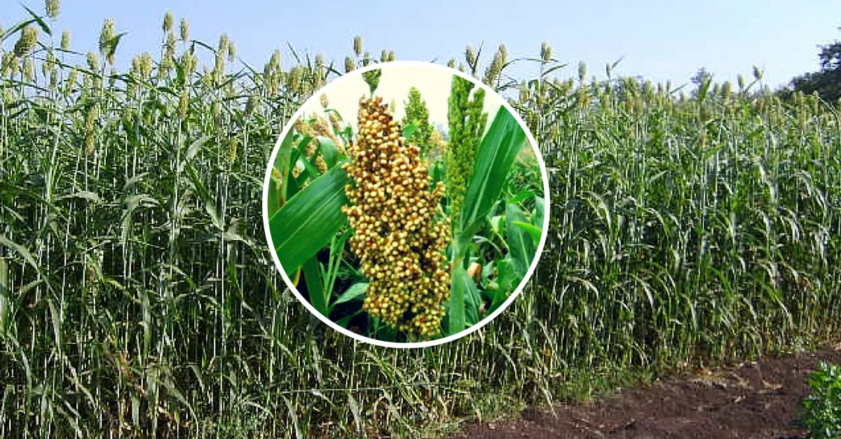 The sweet sorghum crop