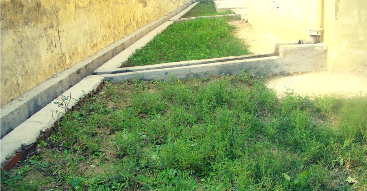 The once dry ground now is lush green.