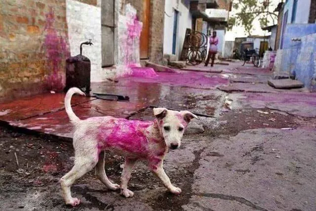 holi-no-dog-color-1