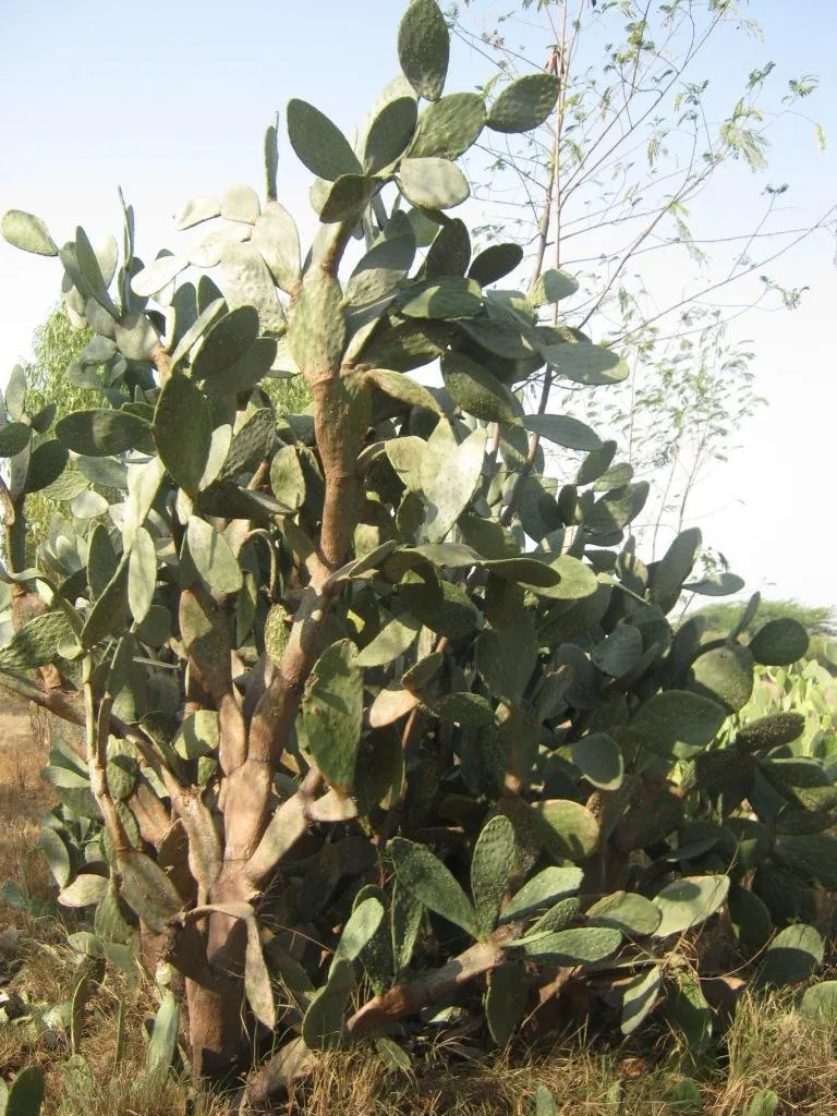 The crop has many uses including fodder for animals.