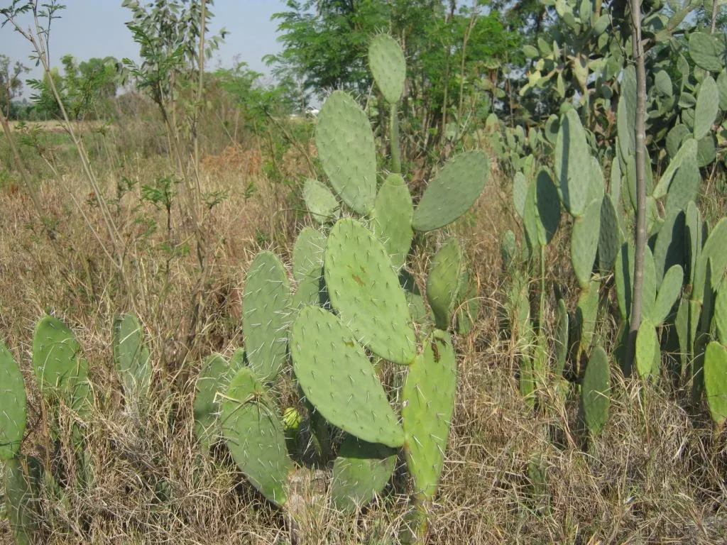 The crop does not even require much water and maintenance and is suitable for dry regions.
