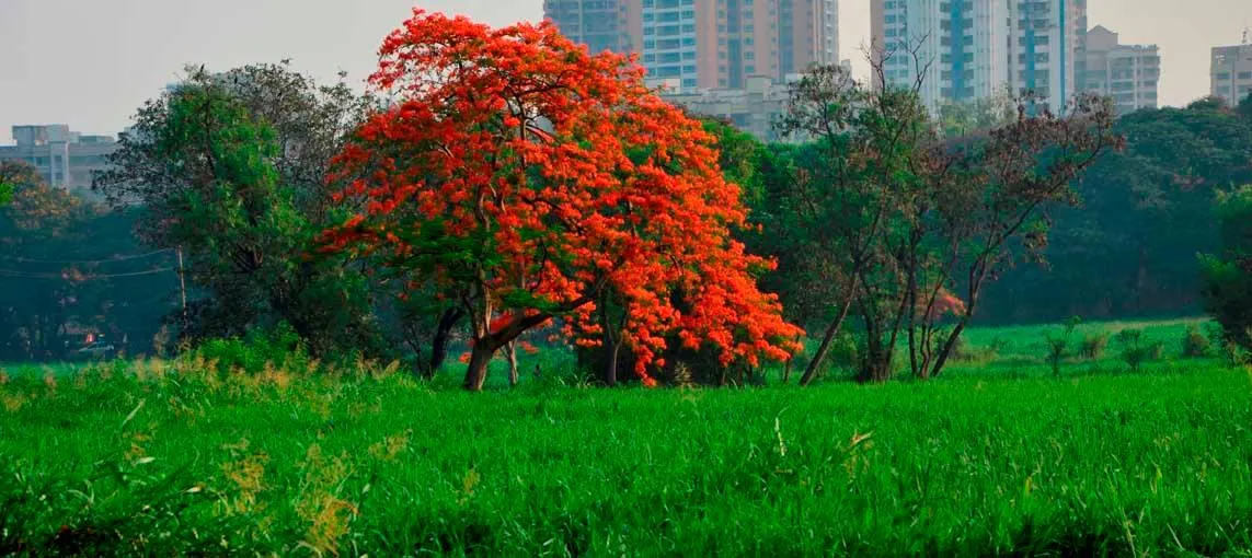 The beautiful tree at Aarey Milk Colony.