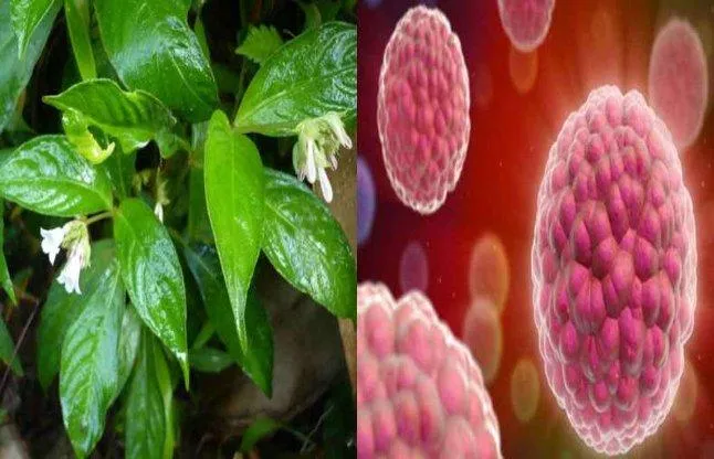 Miquelia-dentate-Bedd-plant