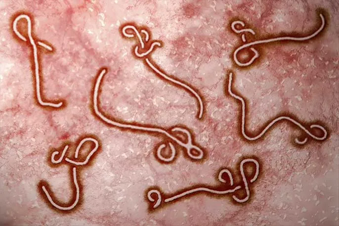 ebola_virus_istock