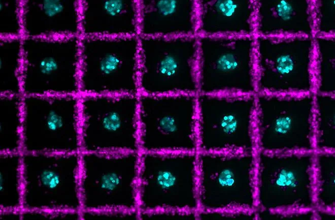 Scalable control of engineered tissue architecture