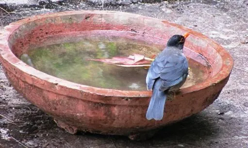 The app also helps you to monitor the bowl you have installed.