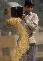 Many farmers have managed to avoid the potential crop loss.