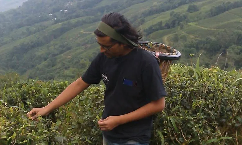 Job 20, Tea factory worker, Assam.