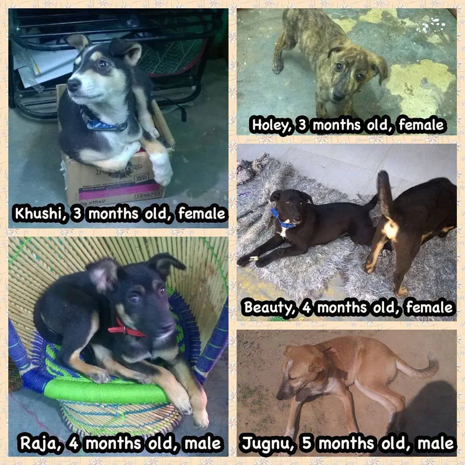 Various stray dogs that are up for adoption