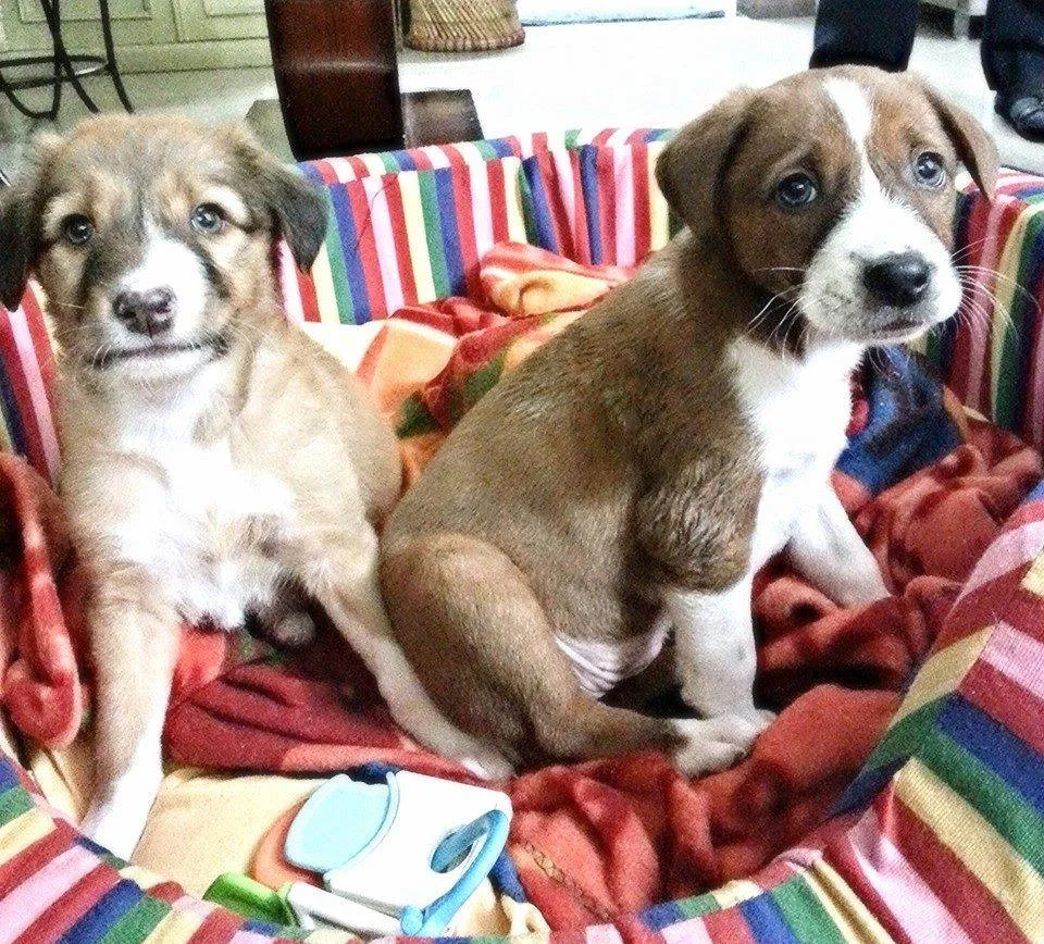 Tara and Sitara