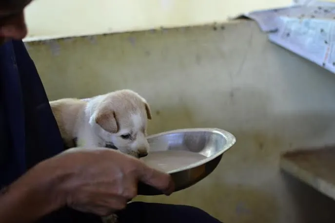 The organization follows up after the animal has been adopted to make sure they are not abused.