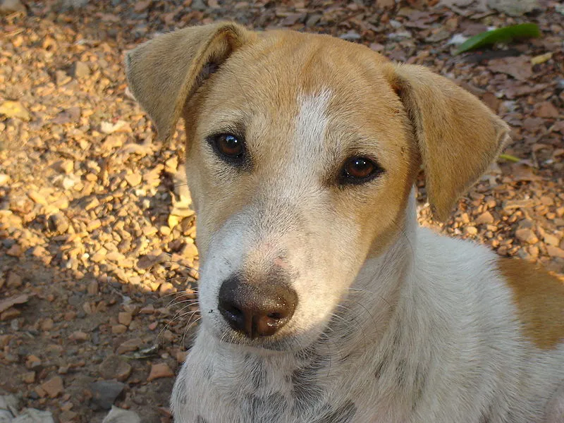 The team of doctors, assistants and animal welfare volunteers are well trained and adept at counselling adopting families.