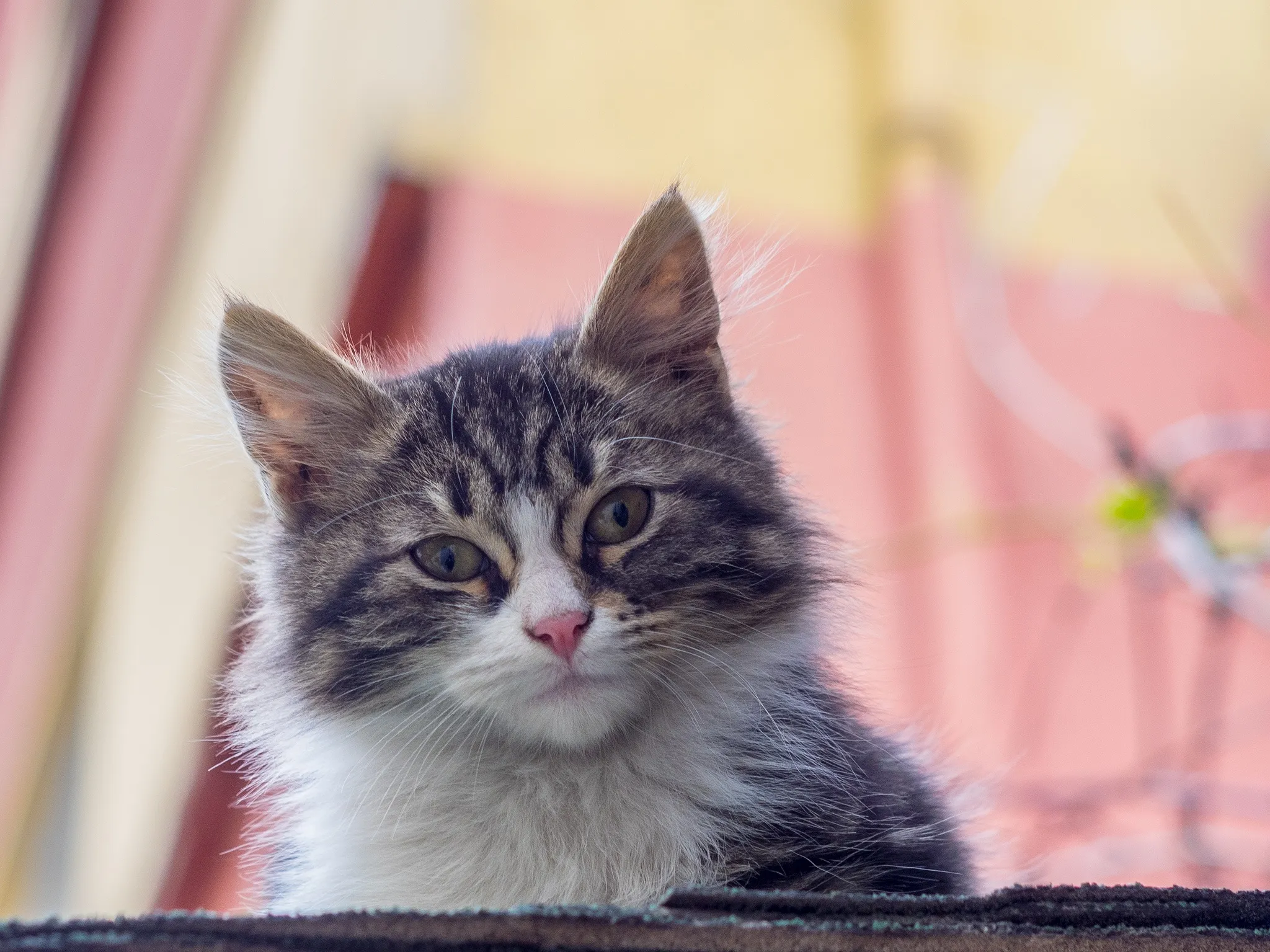 cat