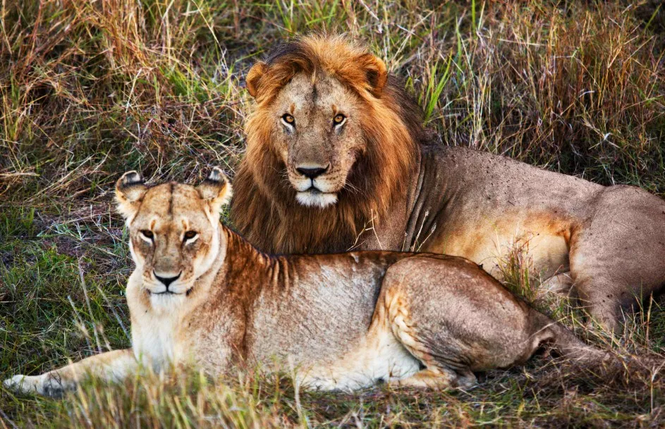 lion