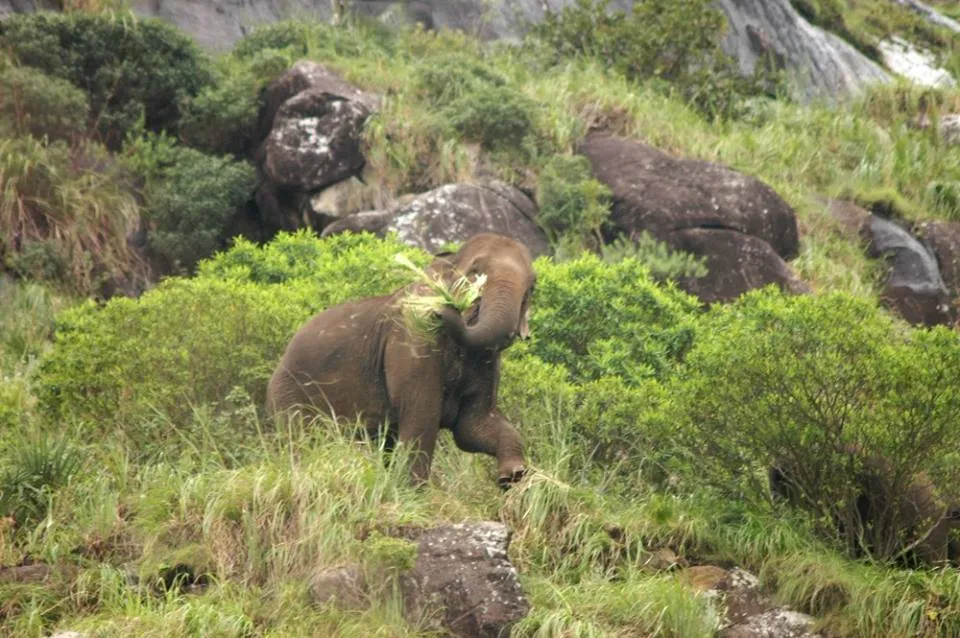 The early warning system also tells the type of the elephant and where it is headed.