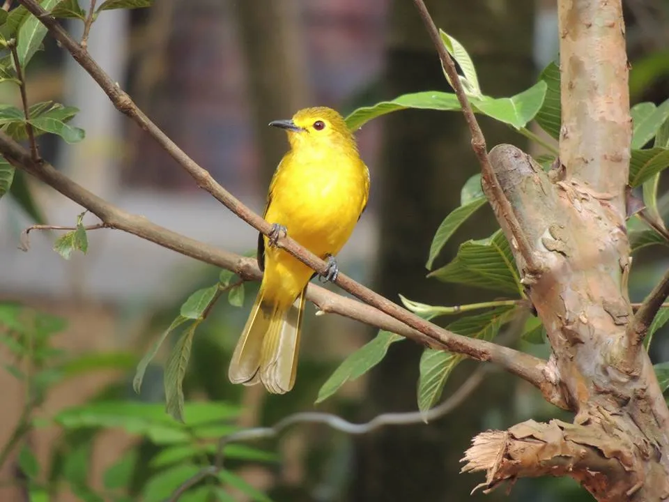 The mobile platform also provides crucial information on rare birds and species.