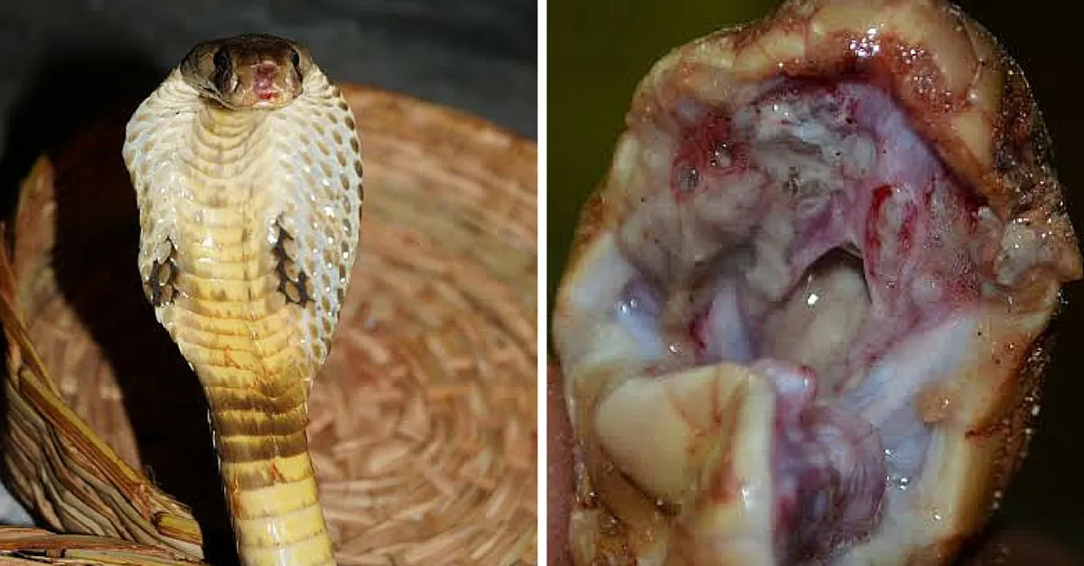 snake