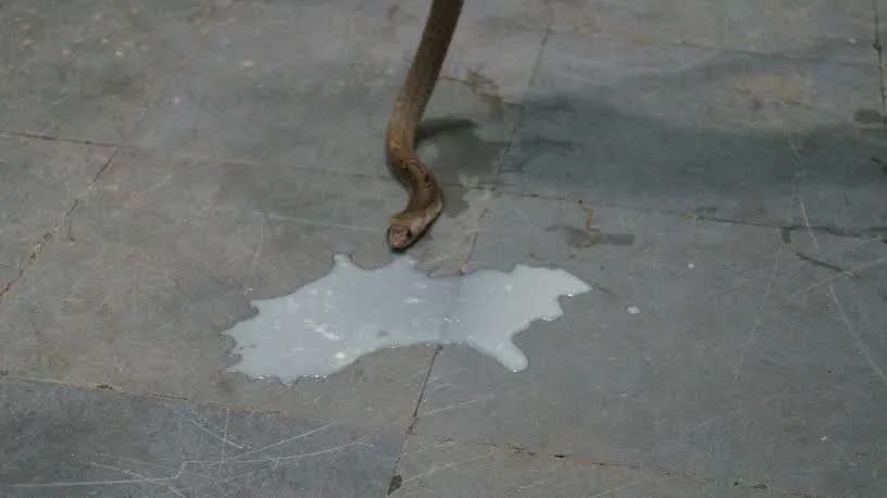 snake1