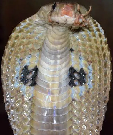 snake4