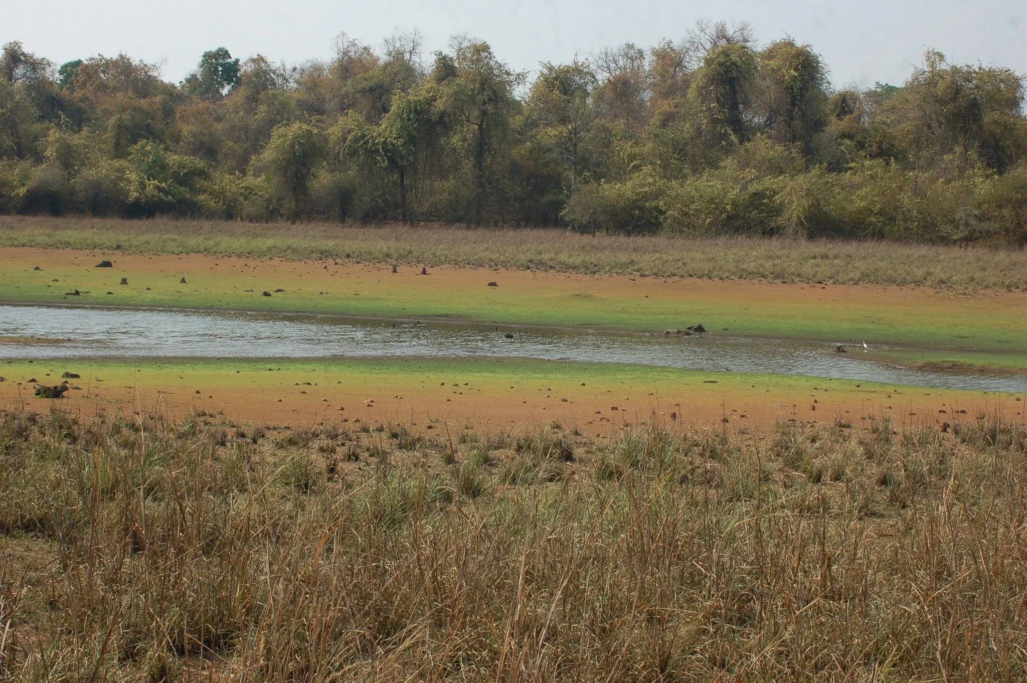 tadoba2