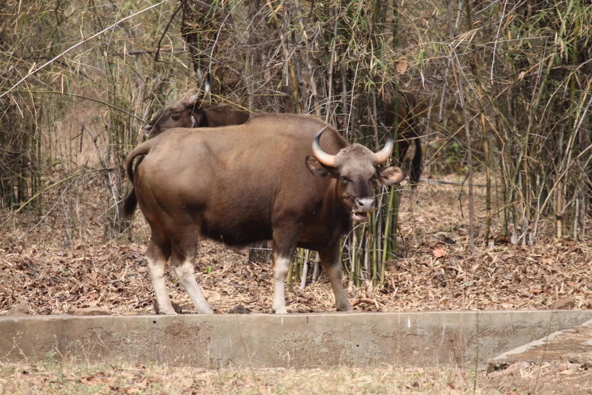 An Indian Gaur