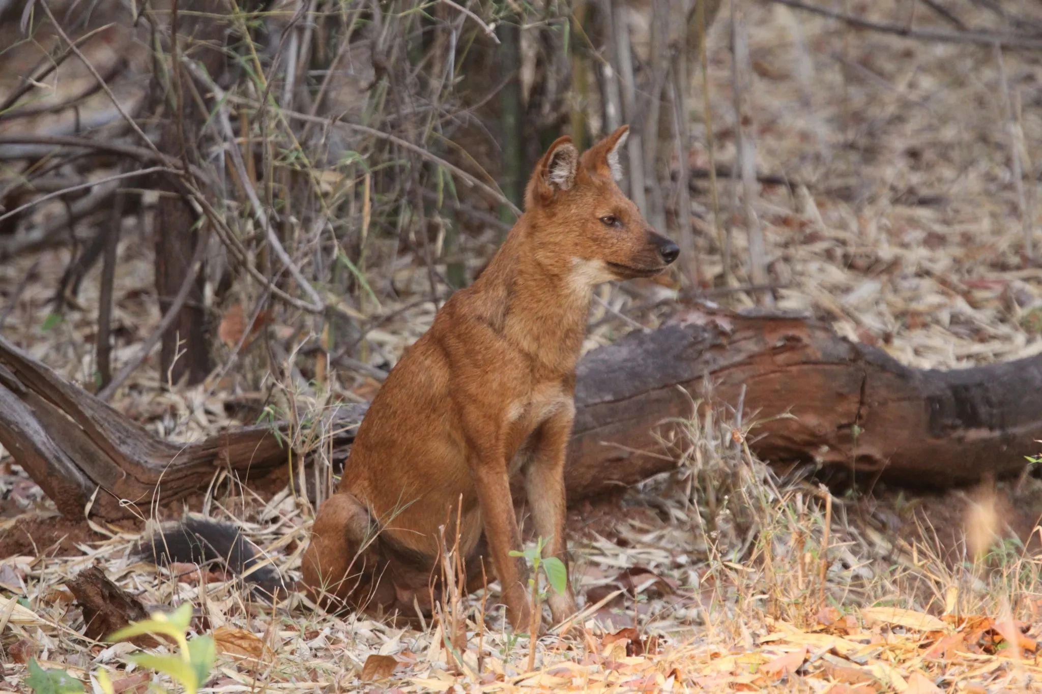 A Wild Dog