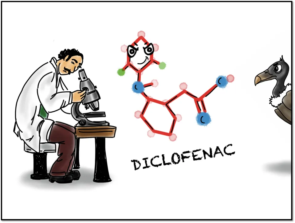 When scientists analyzed organs of the dead vultures, they found a chemical ‘Diclofenac’ was present in all of them. This chemical was killing the vultures! But how did this strange chemical get into the vulture?