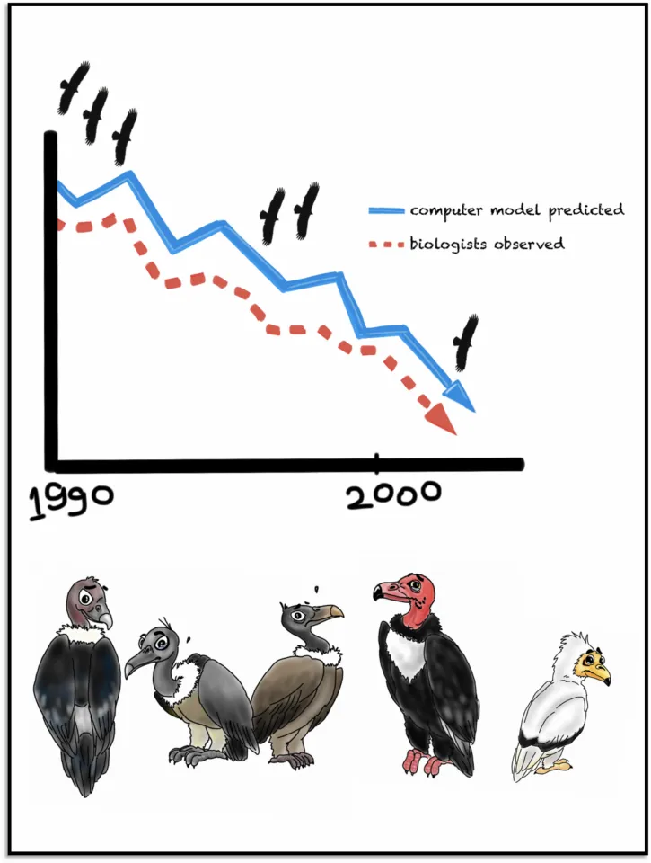 Scientists used computer models to predict what the decreasing population trend should look like if it was in fact Diclofenac that was killing our vultures. They observed that the decrease in real-life was identical to the computed predictions. The Oriental White-Backed Vulture, Slender Billed Vulture and Indian Vulture were most affected. Later, it was seen that the Red-Headed Vulture and Egyptian Vulture weren’t far behind!