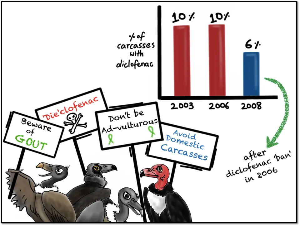 All vultures were dying from ‘gout’. The scientists’ computer predictions indicated that even if ONE percent of all carcasses had Diclofenac, then the vultures feeding on them would go extinct. Studies showed that around TEN percent of all carcasses had Diclofenac. That was too much! Thankfully the Indian government banned Diclofenac for veterinary use in 2006. A recent study compared the number of carcasses that contained Diclofenac and found that it has reduced to SIX percent. This means our vultures have some hope!