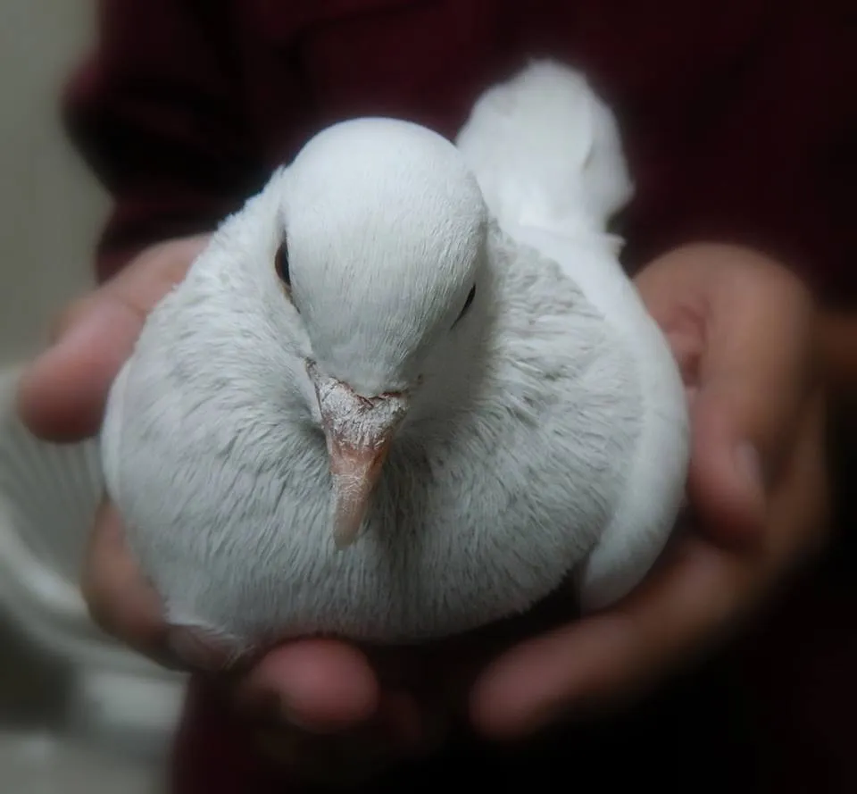 The team also teaches school students to be more compassionate towards the birds and animals.