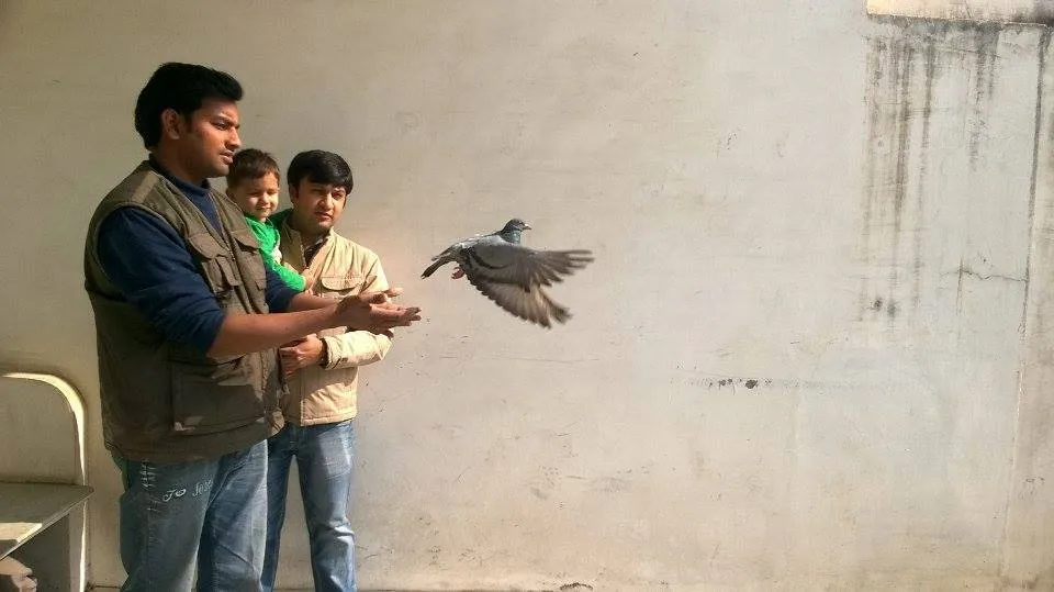 The birds are rehabilitated when they are cured.