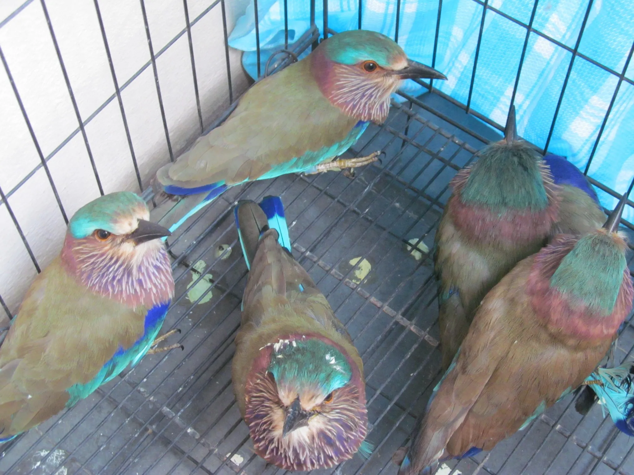 The miserable manner in which these birds are treated after their capture, makes it very rare for them to survive,