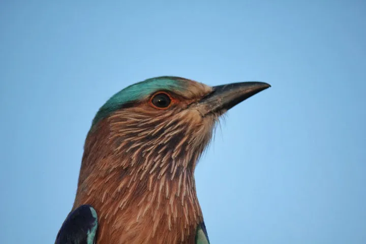 Indian Rollers do not migrate, although they do make seasonal movements in search of food.