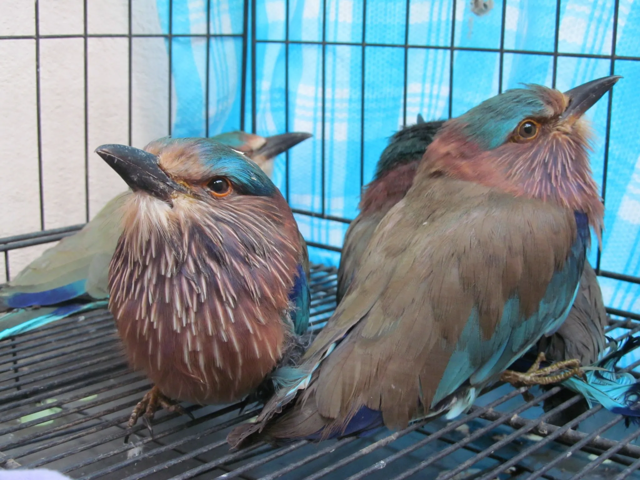 Sighting of this bird is considered auspicious during Dusshera. This is why many charmers capture them to make money.