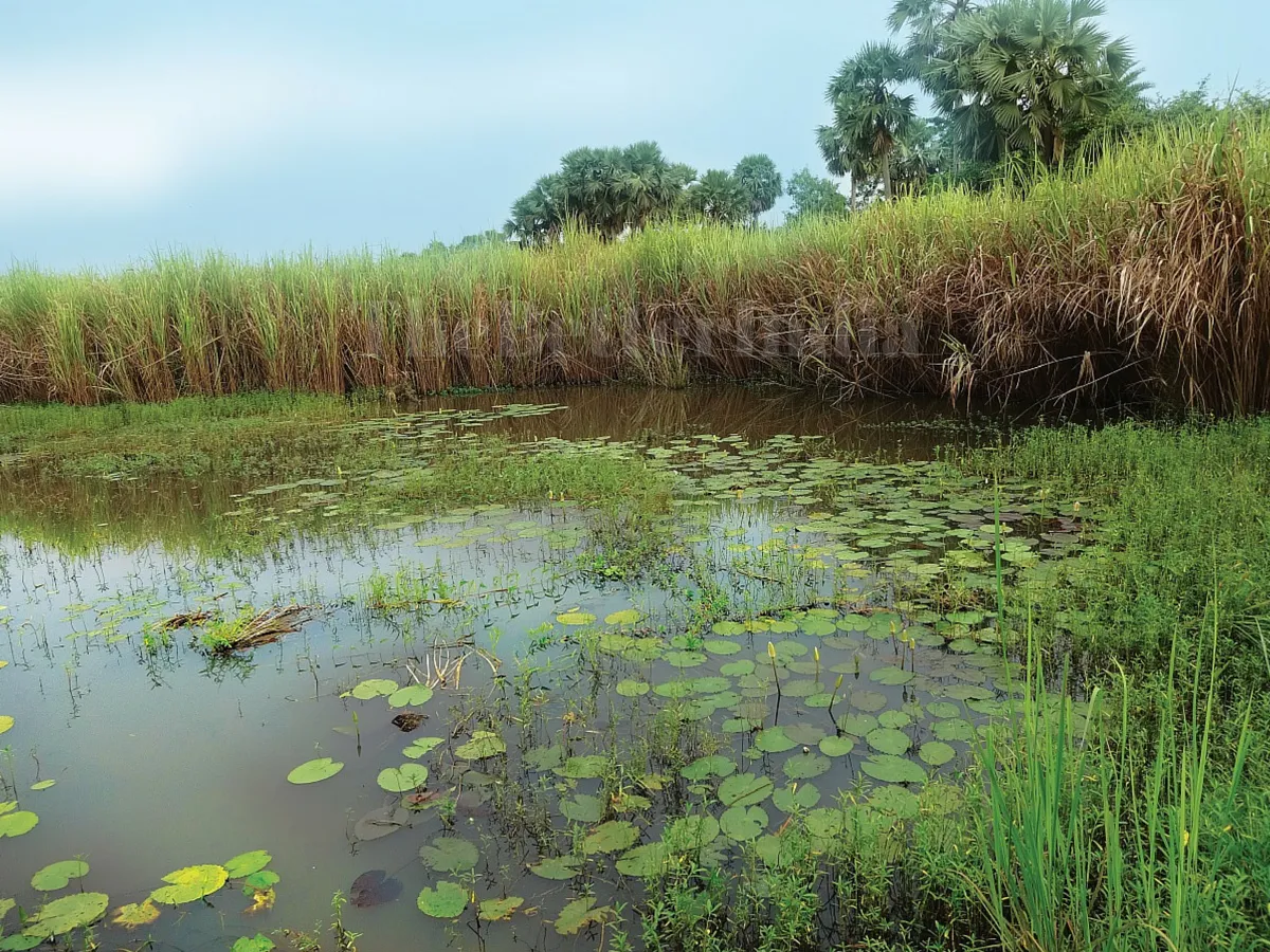 The marshes