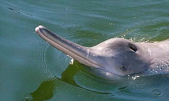 ganges-river-dolphin