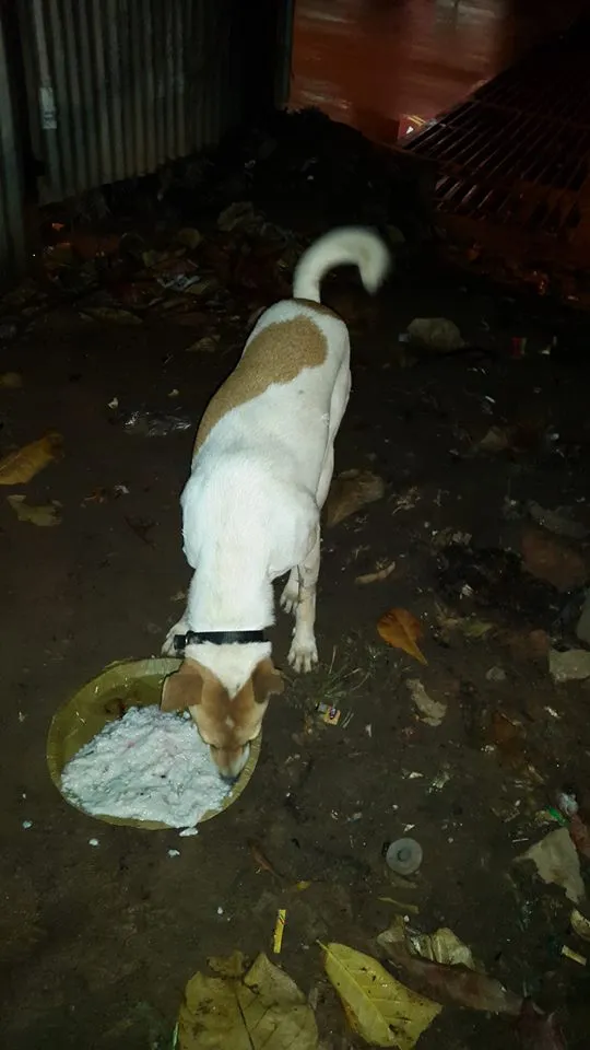 Meet Goonda 