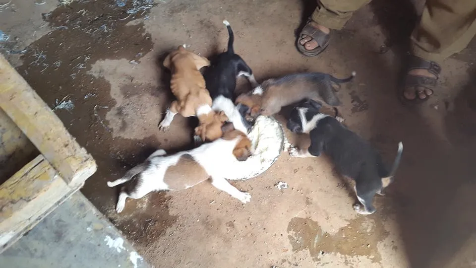 And it started with just one dog