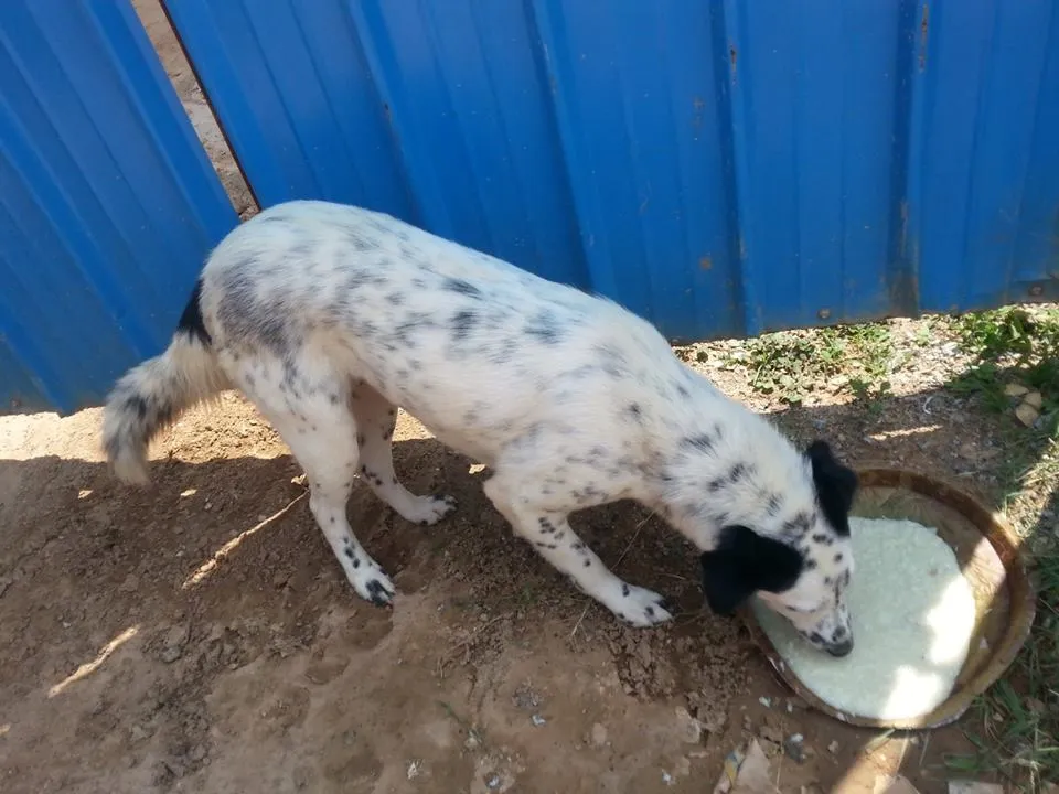 Pinky enjoying a meal 