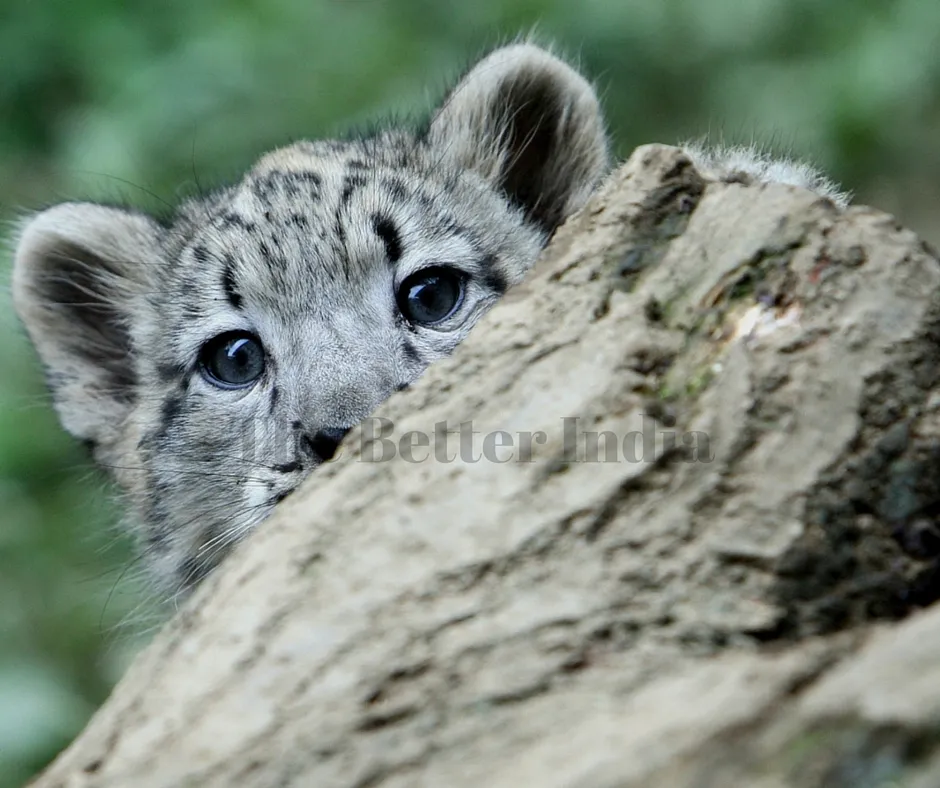 Snow Leopard is a rare specie.