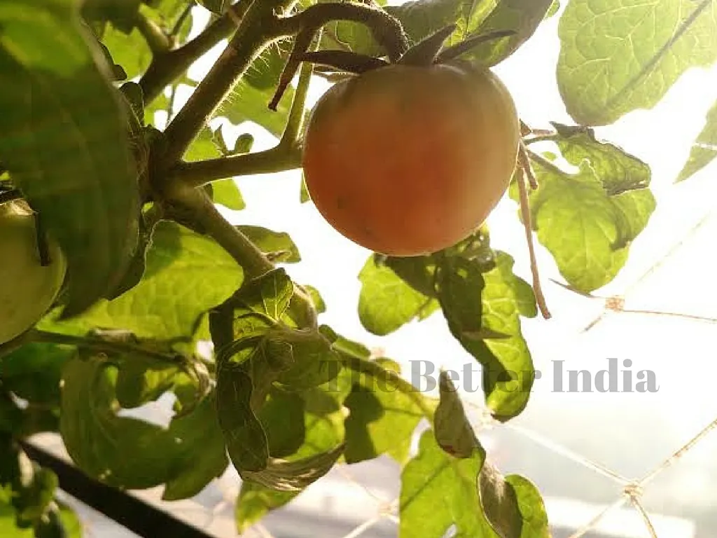 The paper gets converted into a beautiful sapling in just 10-12 weeks.