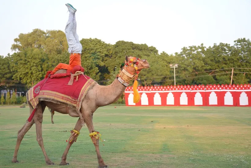 BSF camel band