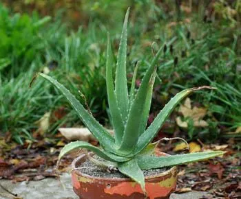 Aloe Vera thrives in dry, warm climates and needs minimal watering. 