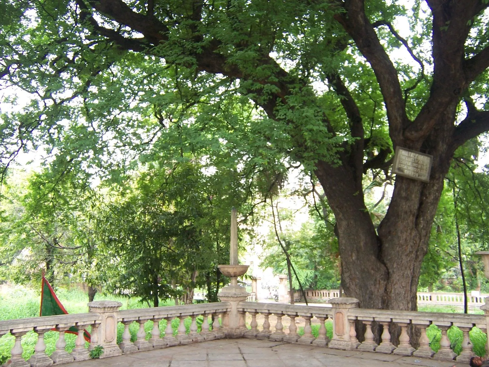 The tamarind tee in Osmania Park, which saved lives during the 1908 floods