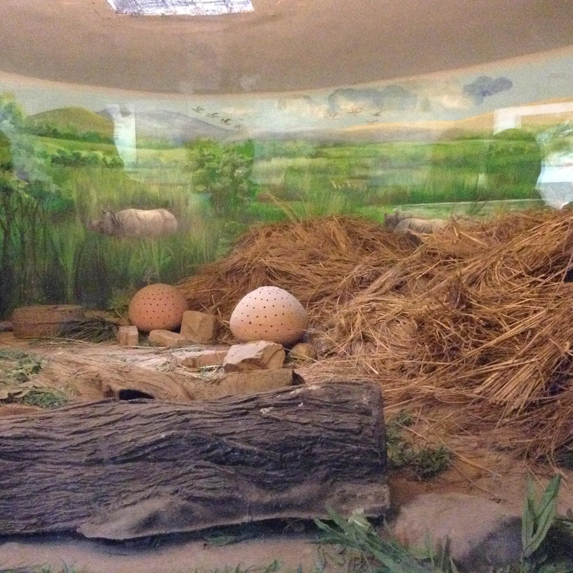 Reptiles