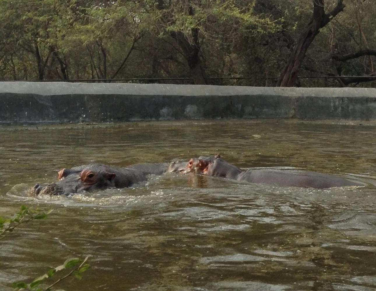 The Hippopotomus