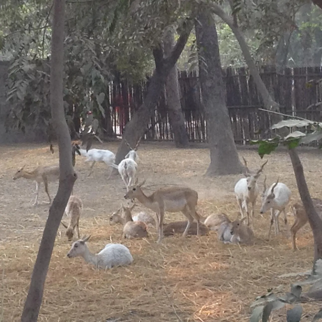 White Buck